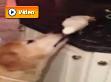 Köpeği gagasıyla besliyor!