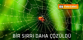 Örümcek ağının bir sırrı daha çözüldü
