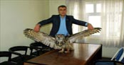 2,5 metrelik baykuş görenleri şaşırttı