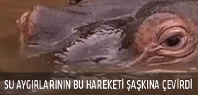 Su aygırının bu hareketi şaşkına çevirdi!
