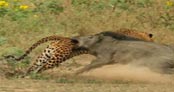 Leopar, Domuza karşı