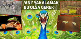 Dünyanın önde gelen ödüllü fotoğrafları