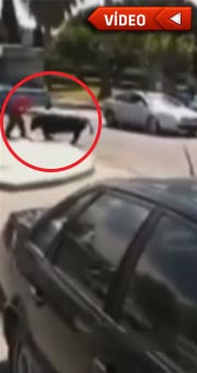 200 kiloluk boğa terör estirdi!