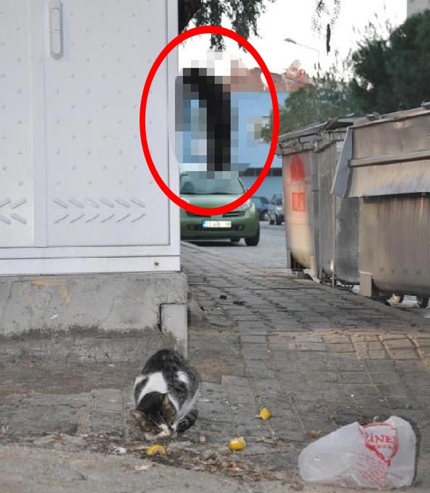 İzmir�de ikinci kedi vakası!
