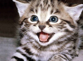 Kediler 'nankör' değilmiş!