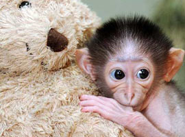 Oyuncak ayıyı annesi sanıyor