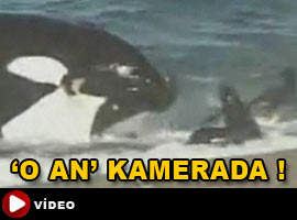 Balina, yavru foku böyle yuttu! - İZLE