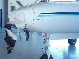 Bomba değil kuş çarptı ! - KARELER