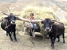 Kağnı sahnesi için getirilen öküzler kaçtı