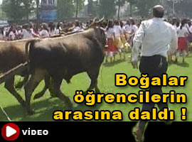 Boğalar dehşet saçtı ! - İZLE