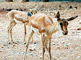 Urfa ceylanlarına 'GPS cihazlı' takip  