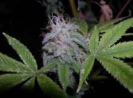 Polisi hayrete düşüren olay