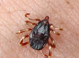 Kene 12 Eylül'ün ürünüymüş !!!