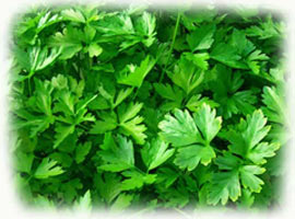 Ağız kokusunu gideren 5 yiyecek