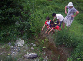 Rize'de esrarengiz hayvan ölümleri...