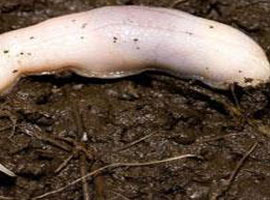 Bilim adamlarını şoke eden yaratık