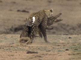 Timsahın leopara yem olduğu AN !