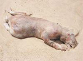 Dünya bu gizemli fotoğrafı konuşuyor !