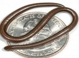 3100 yılan türünün en küçüğü