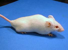 Bakandan mide bulandıran tavsiye