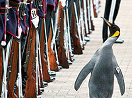 Dikkat! Şövalye penguen geliyor  