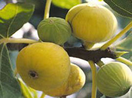 Hücreleri yenileyen müthiş meyve