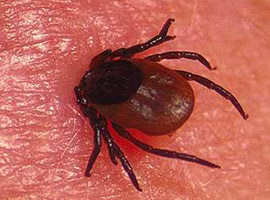 Kene sonunda mahkemelik oldu