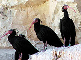 Kelaynakların nesli kurtuldu 