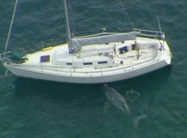 Yatı annesi sanan balina !