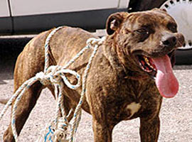 bu da kapkacci pitbull
