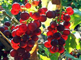 Tansiyona iyi geliyor, zekayı geliştiriyor