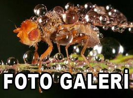 Güzellikleri göz kamaştırıyor - Galeri