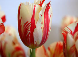 Efendimize göre paha biçilemeyen 3 şey