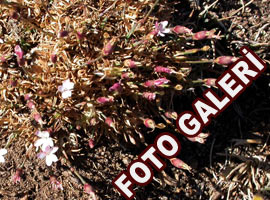 Yeni bir bitki türü keşfedildi - Foto