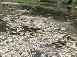 Gediz'de çevre faciası  