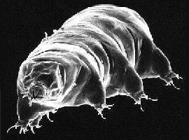 Uzayda yaşayabilen tek canlı ! - Foto