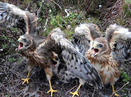 Vahşi doğadan muhteşem kareler