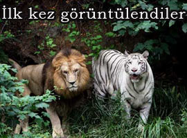 Annesi kaplan, babası aslan ! - Foto