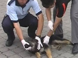 Lüks site kuduz karantinasına alındı