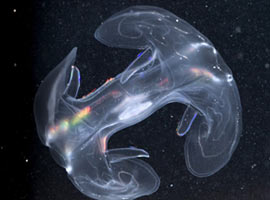 Bilim adamları şaşkına döndü ! - Foto