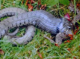 Yılan, kurbağayı tam yutuyordu ki... - Foto