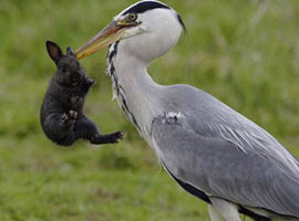 Balıkçıl, tavşanı böyle yuttu ! - Foto