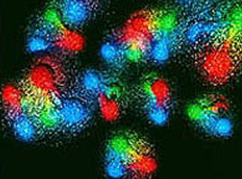 Son Nobel ödülüne Japon damgası