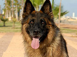 Türkiye'nin en akıllı köpeği