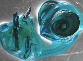 Bu fotoğraf hangi canlıya ait? - Foto