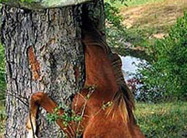 Merakı yüzünden 'başı' derde girdi !