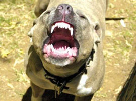 Genç kızlara pitbullu fuhuş tuzağı 