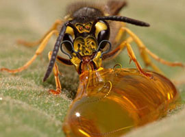 O küçücük gövdesine inat