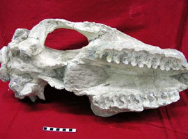 Sivaslılar bu habere çok şaşıracak!