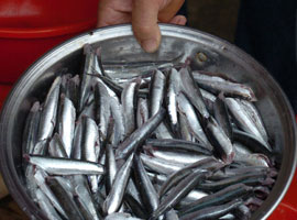 Hamsi severlere kötü haber